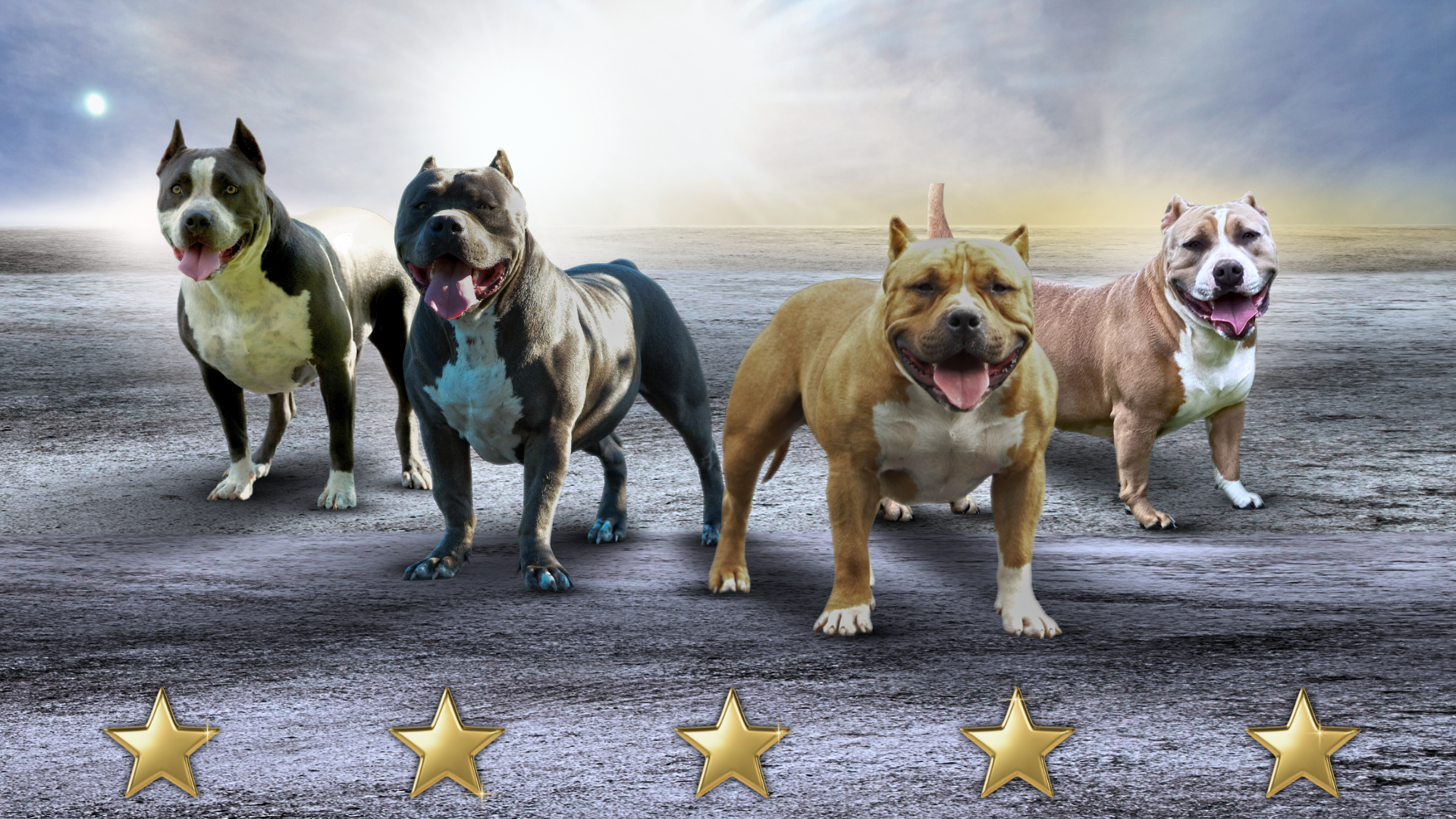 American Bullies for sale in Virginia