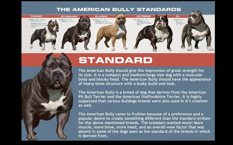 jaguar bullies of nc are backyard breeders