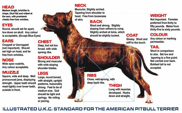 jaguar bullies of north carolina are backyard breeders